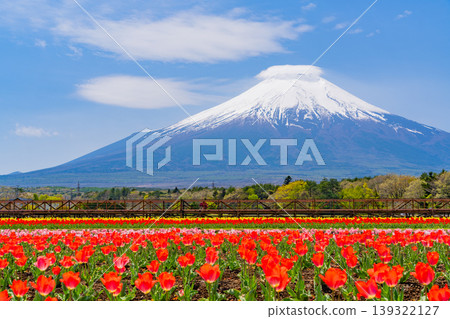 (Yamanashi Prefecture) Mount Fuji can be seen from Hananomiyako Park, where colorful tulips are in bloom. (Yamanashi Prefecture) Mount Fuji can be seen from Hananomiyako Park, where colorful tulips are in bloom. 139322127