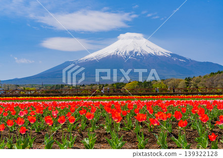 (Yamanashi Prefecture) Mount Fuji can be seen from Hananomiyako Park, where colorful tulips are in bloom. (Yamanashi Prefecture) Mount Fuji can be seen from Hananomiyako Park, where colorful tulips are in bloom. 139322128