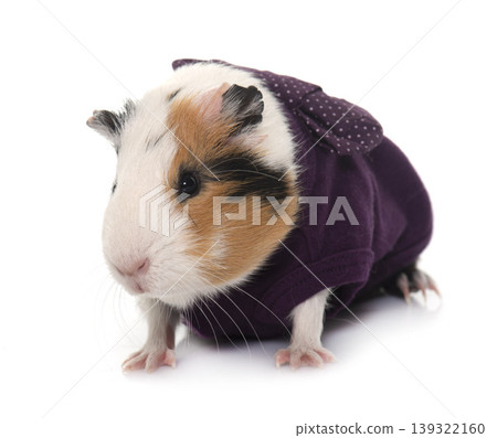 dressed guinea pig in studio dressed guinea pig in studio 139322160