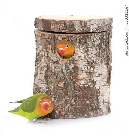 bird nest box and lovebird bird nest box and lovebird 139322164