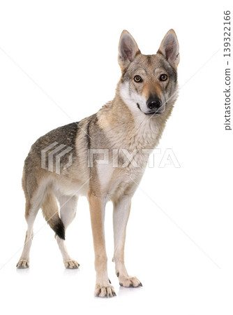 czechoslovakian wolf dog czechoslovakian wolf dog 139322166