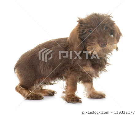 puppy Wire haired dachshund 139322173