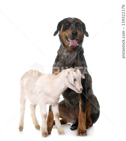 beauceron and kid beauceron and kid 139322176