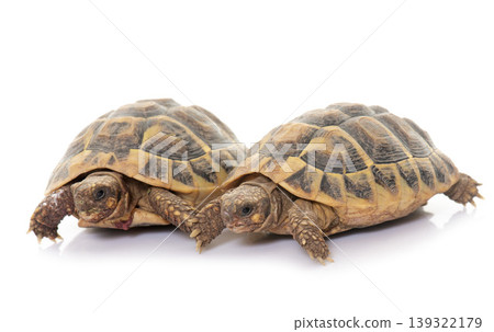 Testudo hermanni tortoise Testudo hermanni tortoise 139322179