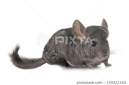 chinchilla in studio chinchilla in studio 139322183