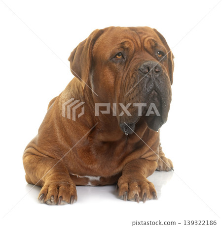 Dogue de Bordeaux 139322186