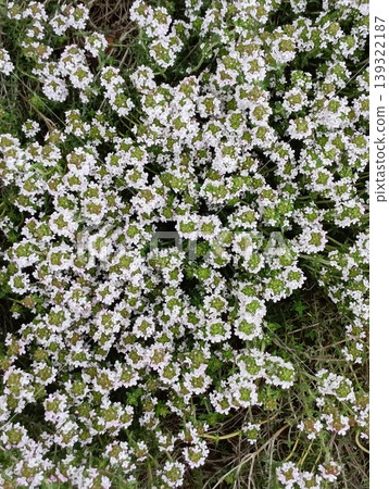 盛開的百里香花 [藥草] 139322187