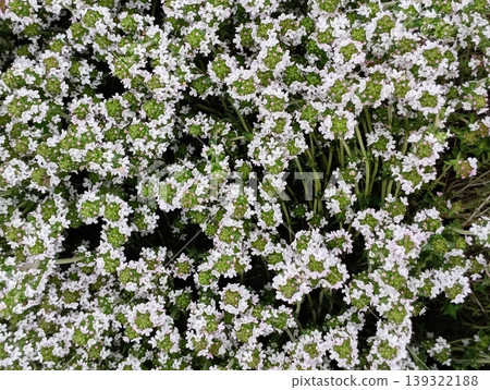 盛開的百里香花 [藥草] 139322188