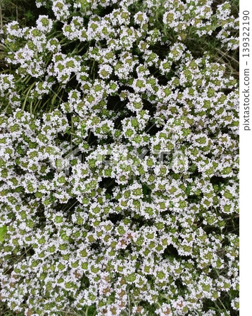 Thyme flower in full bloom [herb] 139322190
