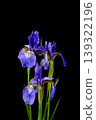 Iryo in full bloom 139322196