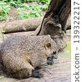 Taiwanese squirrel eating food 139322217