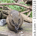 Taiwanese squirrels eating food in a tree. 139322218