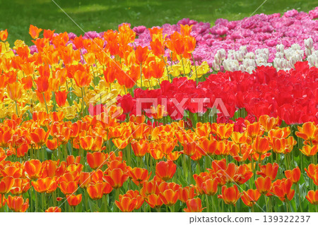 美麗的鬱金香花 美麗的鬱金香花 139322237