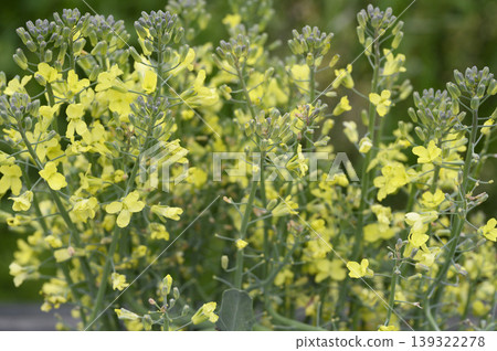 Broccoli flowers in a spring vegetable garden Broccoli flowers in a spring vegetable garden 139322278