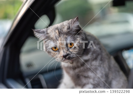 Closeup gray cat with amber eyes sitting inside car looking at camera soft focus background domestic pet curious expression natural light indoor vehicle setting Closeup gray cat with amber eyes sitting inside car looking at camera soft focus background domestic pet curious expression natural light indoor vehicle setting 139322298