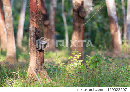 Rubber tree tapped for latex with small cup collecting sap in plantation natural resource harvesting process agriculture industry outdoor tropical environment 139322307