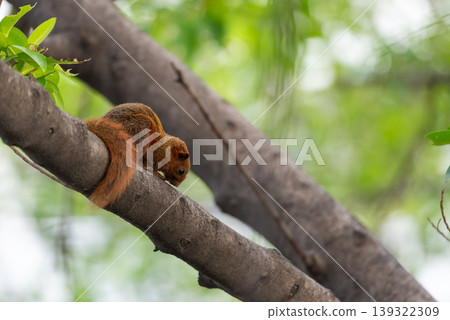 Red squirrel climbing along tree branch with green forest background wildlife behavior in natural habitat selective focus and soft bokeh calm outdoor environment 139322309