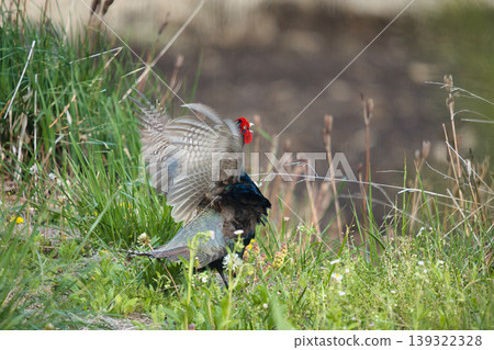 pheasant pheasant 139322328