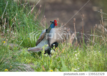 pheasant pheasant 139322329
