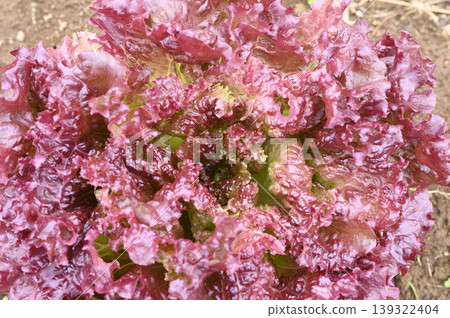 Spring Sunny Lettuce Spring Sunny Lettuce 139322404