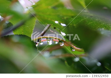 雨滴即將從樹葉上落下。 雨滴即將從樹葉上落下。 139322450