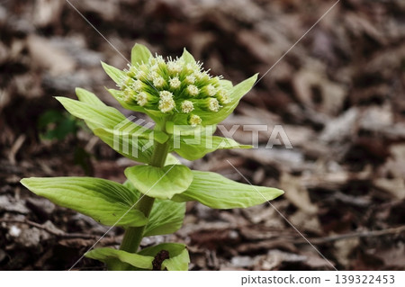 Butterbur sprouts (Abira Town, Hokkaido) Butterbur sprouts (Abira Town, Hokkaido) 139322453