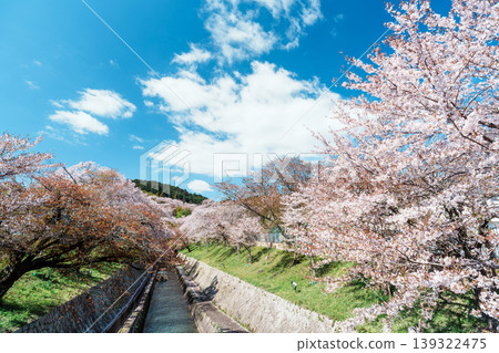 Cherry blossoms in full bloom and Lake Biwa Canal Cherry blossoms in full bloom and Lake Biwa Canal 139322475