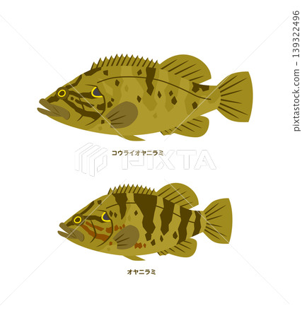 日本鱸魚與韓國鱸魚的插圖 139322496