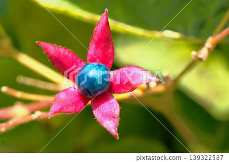 Rabbit fruit 139322587