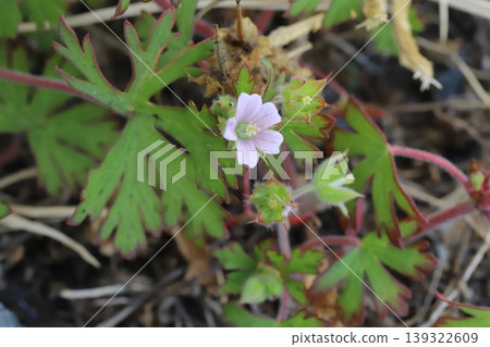 春天，路邊會盛開美洲老鸛草的小巧淡粉色花朵。 139322609