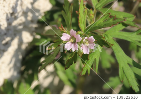 春天，路邊會盛開美洲老鸛草的小巧淡粉色花朵。 139322610