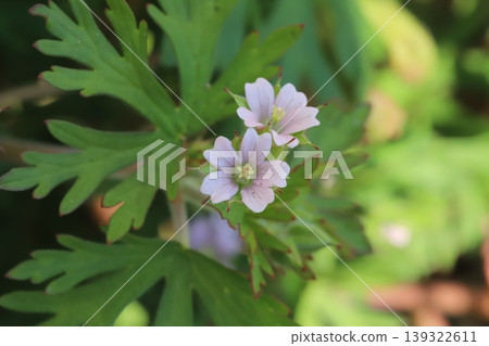 春天，路邊會盛開美洲老鸛草的小巧淡粉色花朵。 139322611