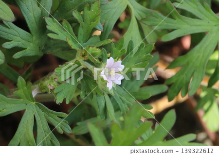 春天，路邊會盛開美洲老鸛草的小巧淡粉色花朵。 139322612