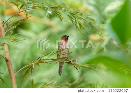 Small scaly breasted munia bird perched on green branch in natural habitat showing brown plumage fine pattern and calm wildlife environment Small scaly breasted munia bird perched on green branch in natural habitat showing brown plumage fine pattern and calm wildlife environment 139322697
