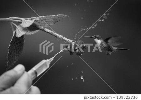 Mono female white-booted racket-tail avoids water spray Mono female white-booted racket-tail avoids water spray 139322736
