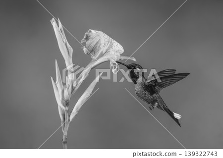 Mono male purple-bibbed whitetip drinks from lily Mono male purple-bibbed whitetip drinks from lily 139322743