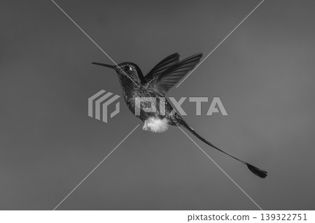Mono male white-booted racket-tail against green background 139322751