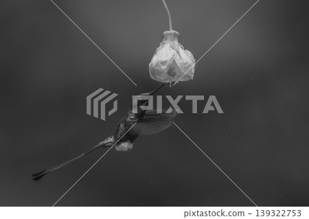 Mono male white-booted racket-tail drinking from flower 139322753