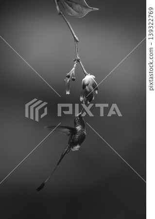 Mono male white-booted racket-tail under flower feeding 139322769