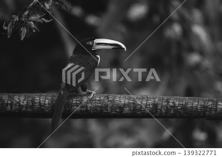 Mono pale-mandibled aracari watches camera from branch 139322771
