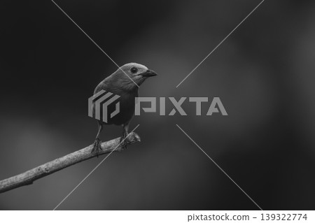 Mono palm tanager watches camera from branch Mono palm tanager watches camera from branch 139322774