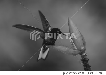Mono velvet-purple coronet flaps wings on flower Mono velvet-purple coronet flaps wings on flower 139322789