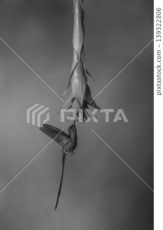 Mono violet-tailed sylph hovers drinking from flower Mono violet-tailed sylph hovers drinking from flower 139322806