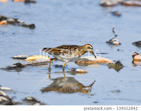 A sandpiper foraging in a lotus field. A sandpiper foraging in a lotus field. 139322842