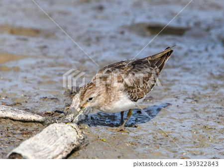 Little Stint foraging in a lotus field Little Stint foraging in a lotus field 139322843