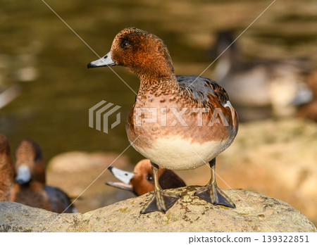 A wigeon in the process of molting after coming ashore. A wigeon in the process of molting after coming ashore. 139322851