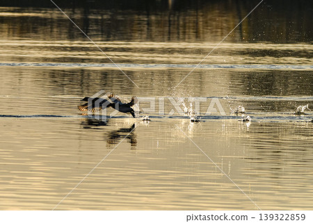 Ducks leaping out of the water Ducks leaping out of the water 139322859