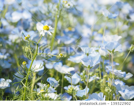 A close-up of a white daisy against a backdrop of nemophila flowers. A close-up of a white daisy against a backdrop of nemophila flowers. 139322902