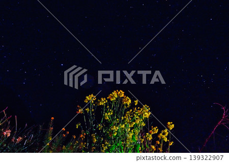 Starry sky and rapeseed flowers Starry sky and rapeseed flowers 139322907