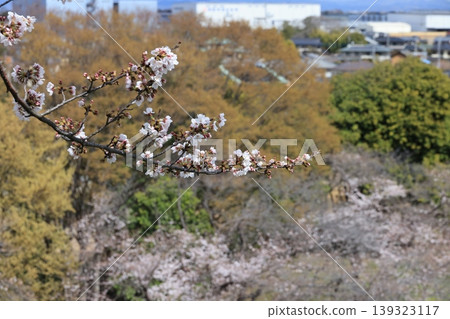 A small branch of a cherry tree, half in bloom, was found near the burial mound. A small branch of a cherry tree, half in bloom, was found near the burial mound. 139323117